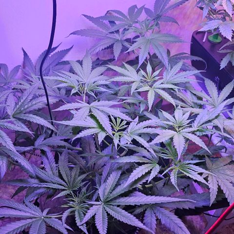 Auto Kush growlog timeline photo