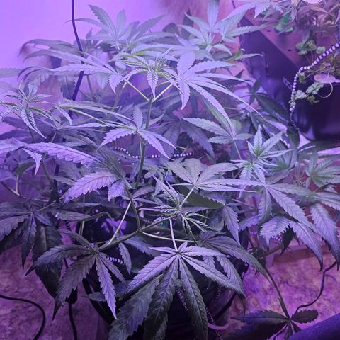 Auto Kush growlog timeline photo