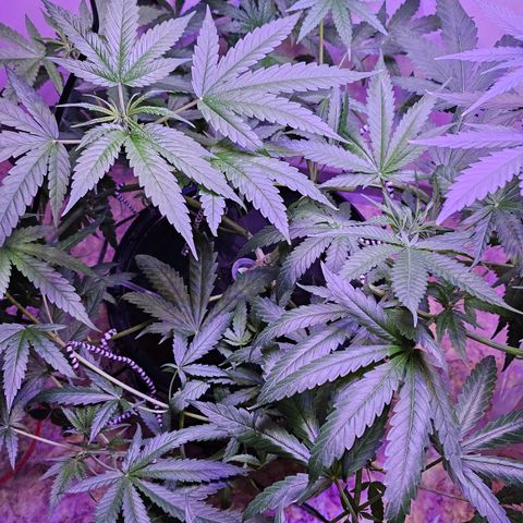Auto Kush growlog timeline photo