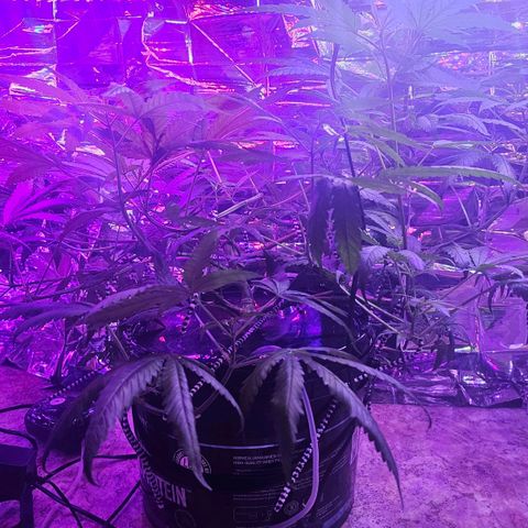 Auto Kush growlog timeline photo