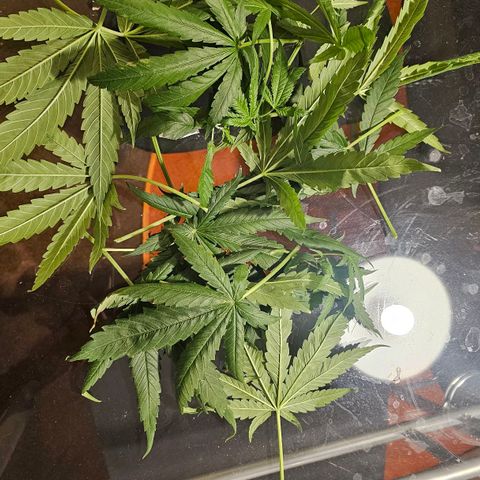 Auto Kush growlog timeline photo
