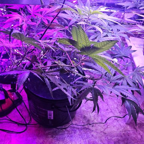 Auto Kush growlog timeline photo
