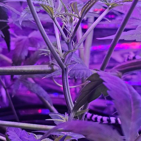 Auto Kush growlog timeline photo