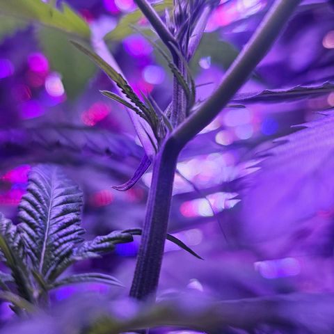 Auto Kush growlog timeline photo