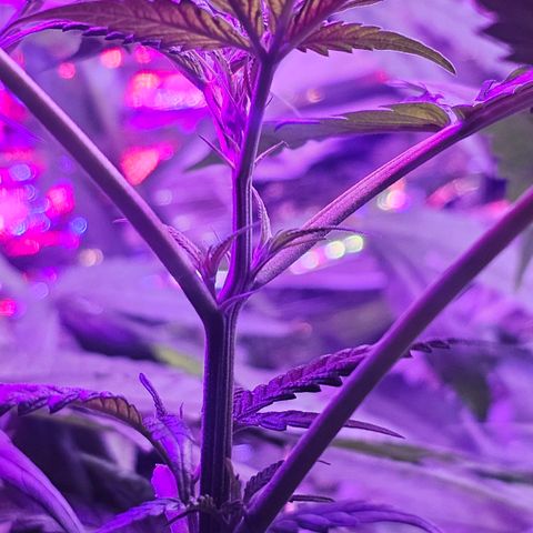 Auto Kush growlog timeline photo