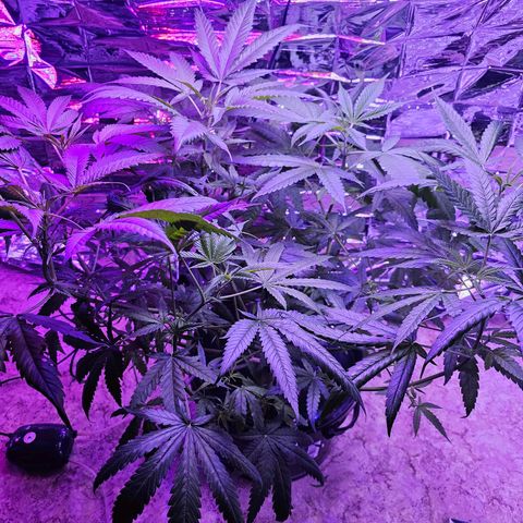 Auto Kush growlog timeline photo