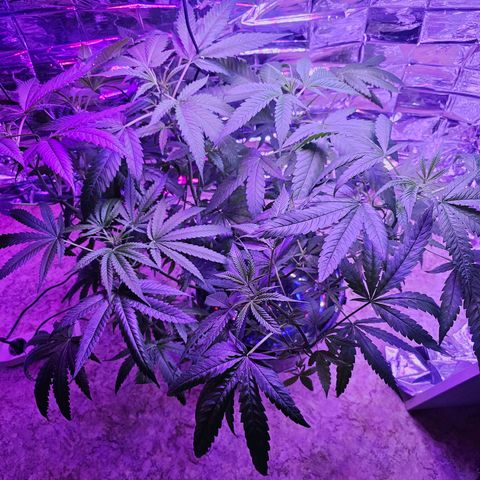 Auto Kush growlog timeline photo