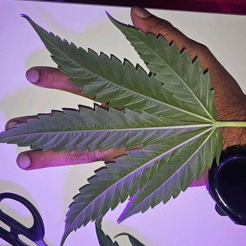 Auto Kush growlog timeline photo