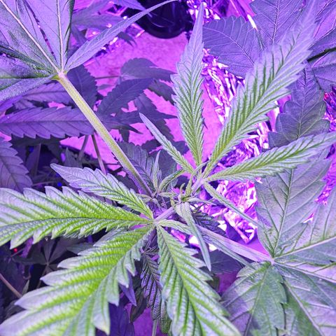 Auto Kush growlog timeline photo