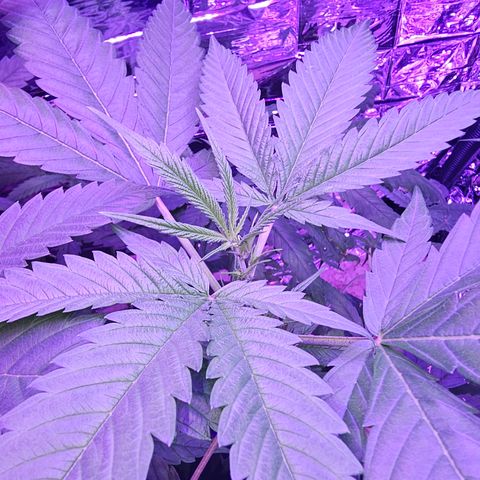Auto Kush growlog timeline photo