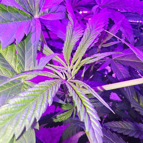Auto Kush growlog timeline photo