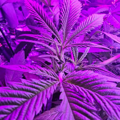 Auto Kush growlog timeline photo