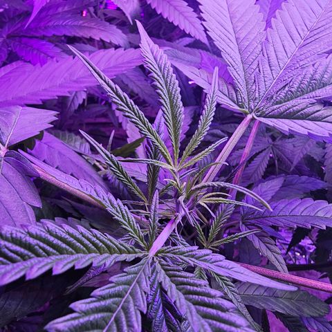 Auto Kush growlog timeline photo