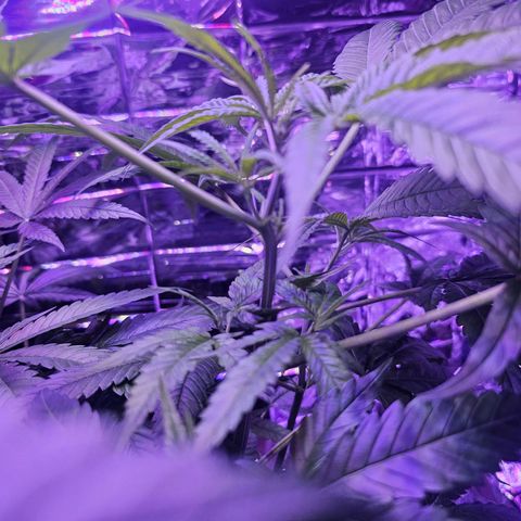 Auto Kush growlog timeline photo