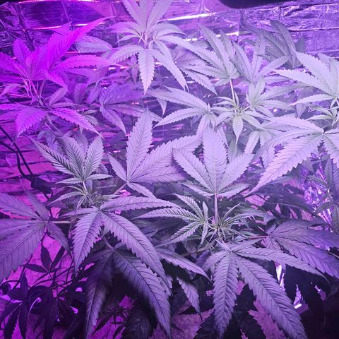 Auto Kush growlog timeline photo