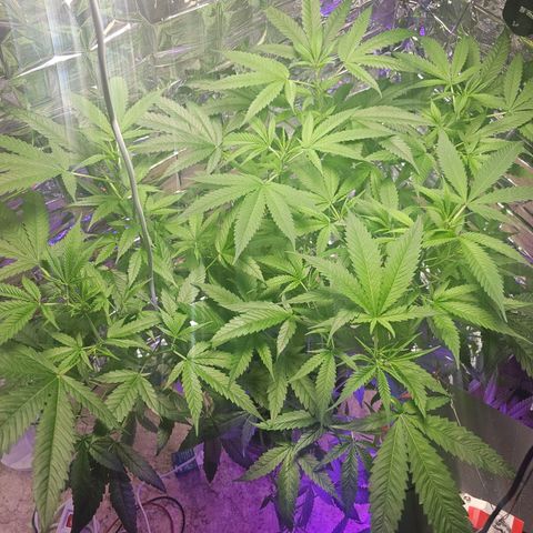 Auto Kush growlog timeline photo