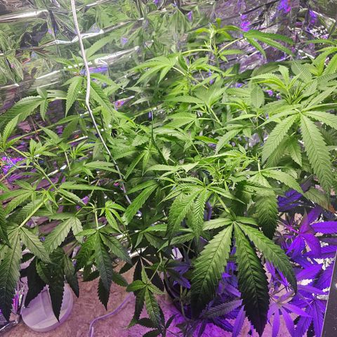 Auto Kush growlog timeline photo