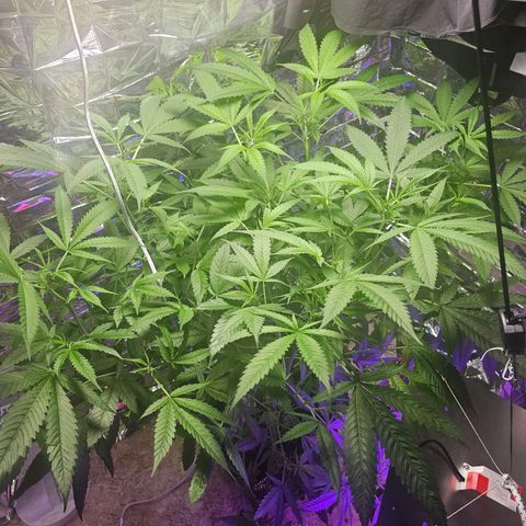 Auto Kush growlog timeline photo