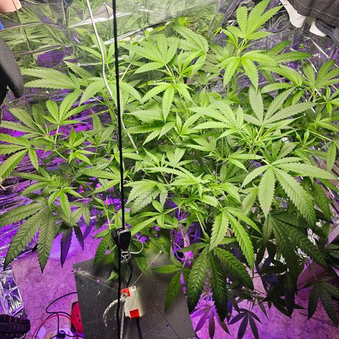 Auto Kush growlog timeline photo