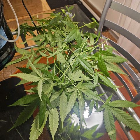 Auto Kush growlog timeline photo