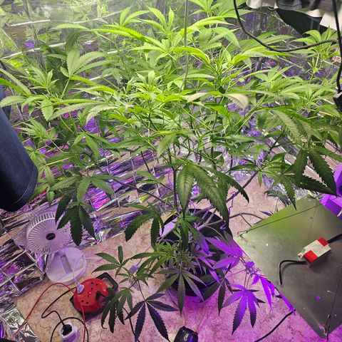 Auto Kush growlog timeline photo
