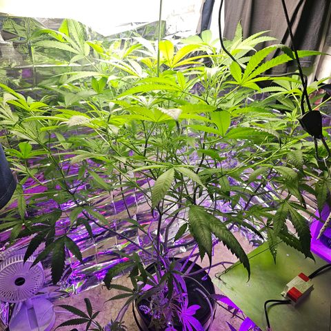 Auto Kush growlog timeline photo