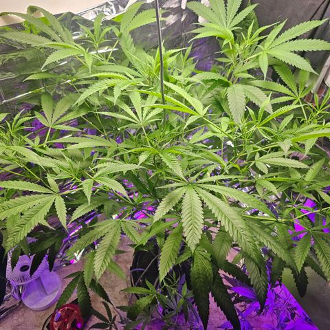Auto Kush growlog timeline photo