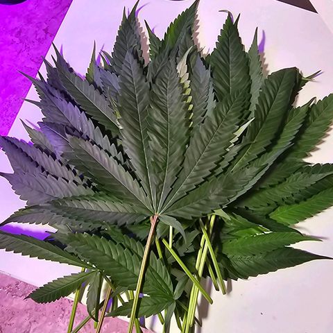 Auto Kush growlog timeline photo