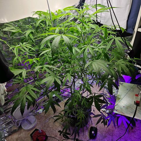 Auto Kush growlog timeline photo