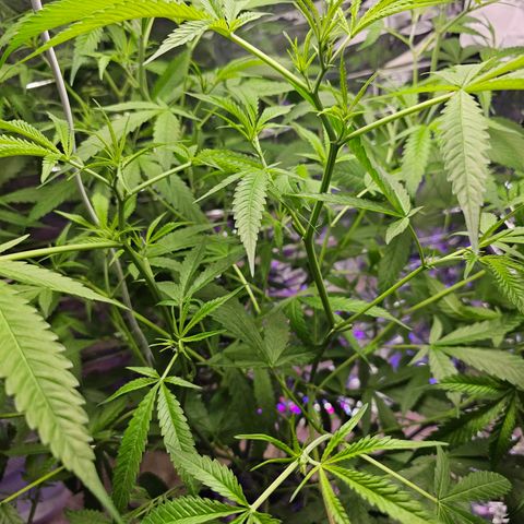 Auto Kush growlog timeline photo