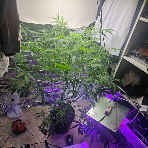 Auto Kush growlog timeline photo