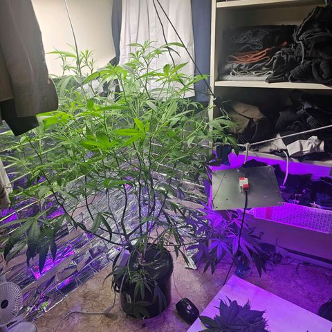 Auto Kush growlog timeline photo