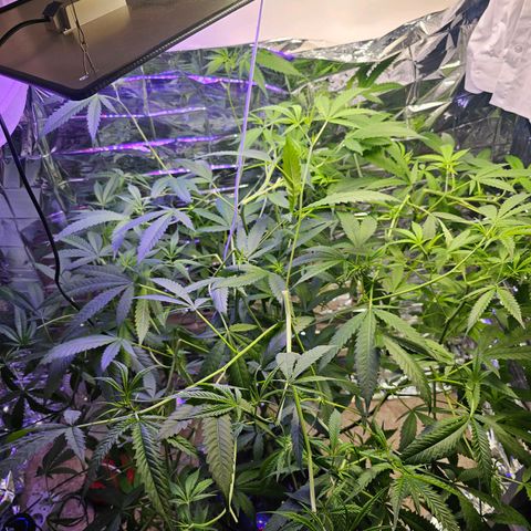 Auto Kush growlog timeline photo