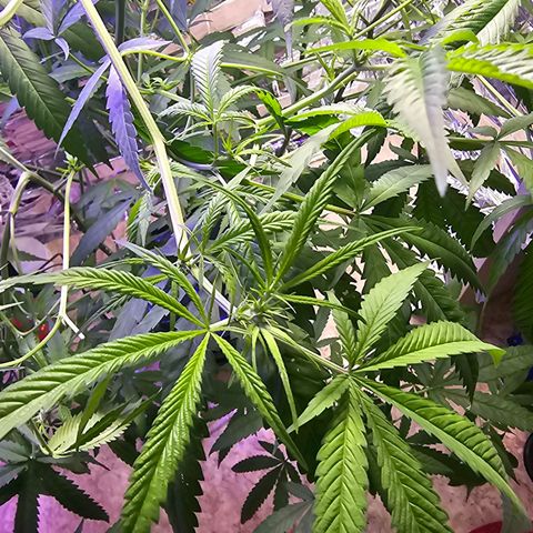 Auto Kush growlog timeline photo