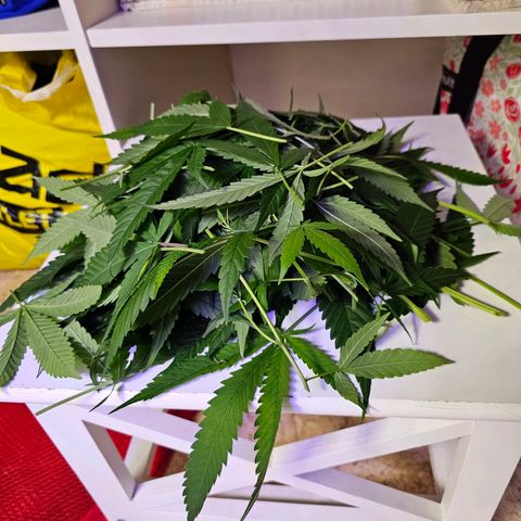 Auto Kush growlog timeline photo