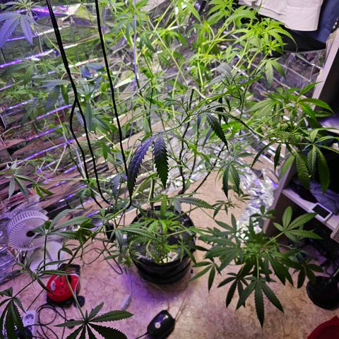 Auto Kush growlog timeline photo