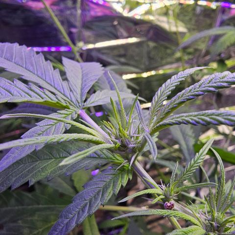 Auto Kush growlog timeline photo