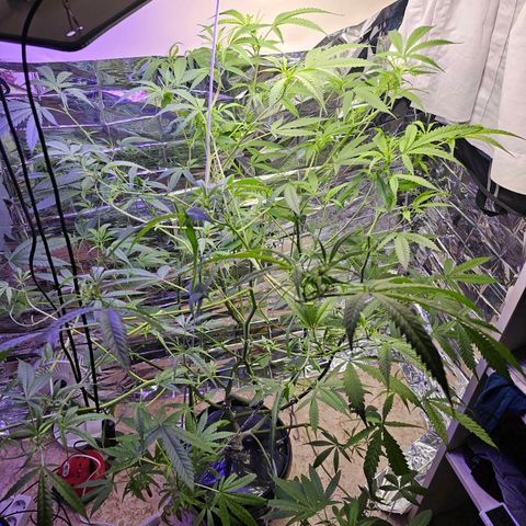 Auto Kush growlog timeline photo
