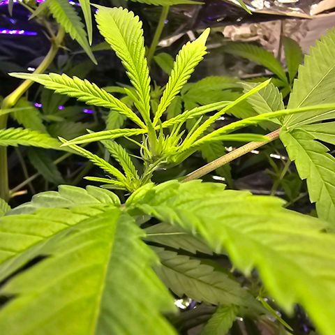 Auto Kush growlog timeline photo