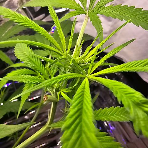 Auto Kush growlog timeline photo