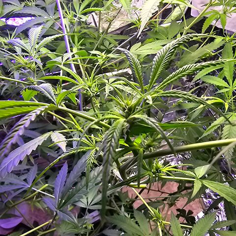 Auto Kush growlog timeline photo