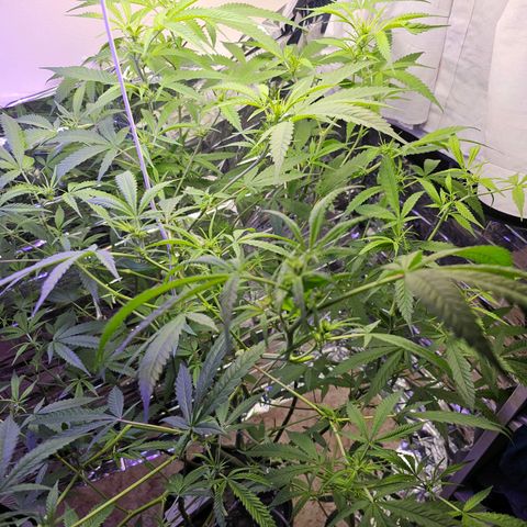 Auto Kush growlog timeline photo