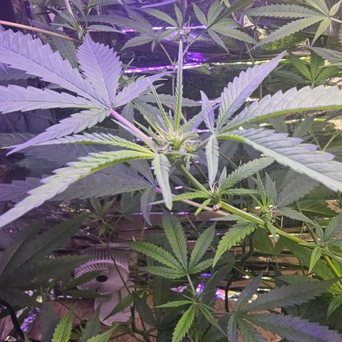 Auto Kush growlog timeline photo