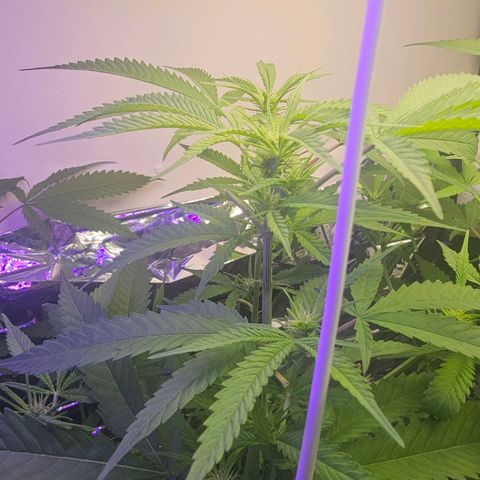Auto Kush growlog timeline photo