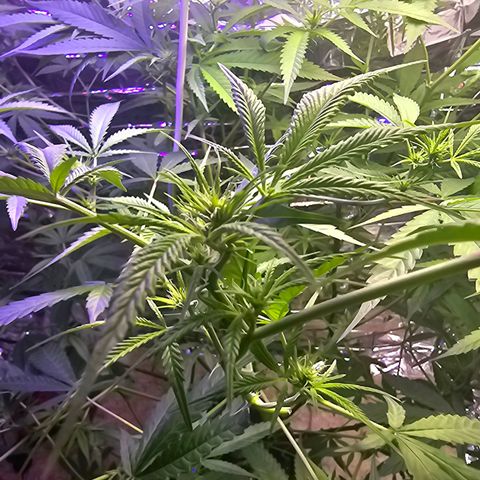 Auto Kush growlog timeline photo