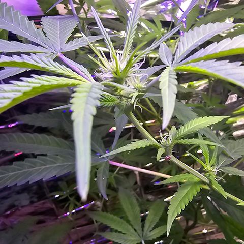 Auto Kush growlog timeline photo