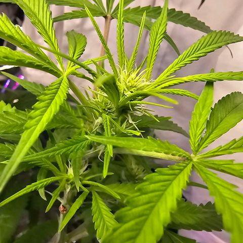 Auto Kush growlog timeline photo