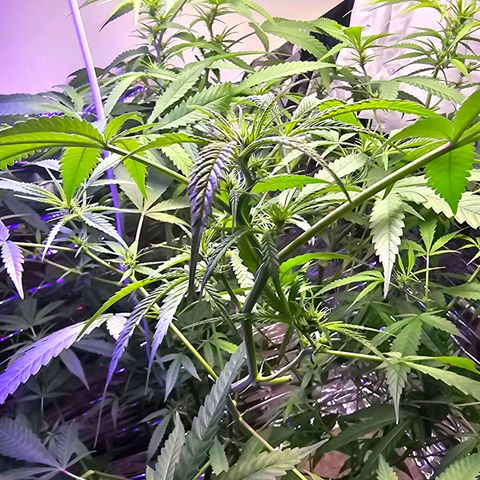 Auto Kush growlog timeline photo