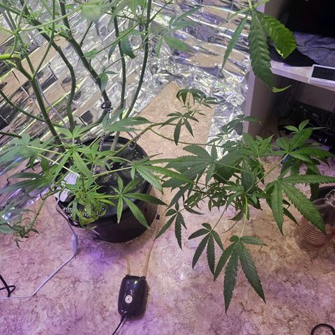 Auto Kush growlog timeline photo