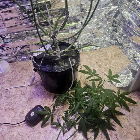 Auto Kush growlog timeline photo